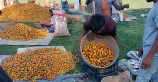 ঝালকাঠি-পিরোজপুরে জমজমাট সুপারির হাট